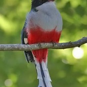 Cuban Trogon